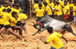 SC to hear Jallikattu matters on Jan 31